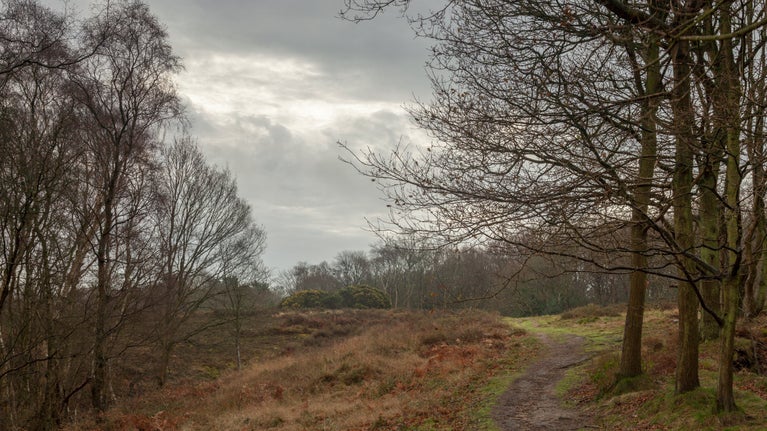 Winding path in the winter over the heath through bare trees
